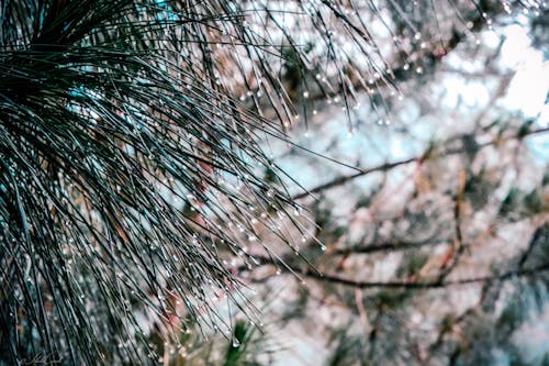 Free stock photo of cold, drop, nature