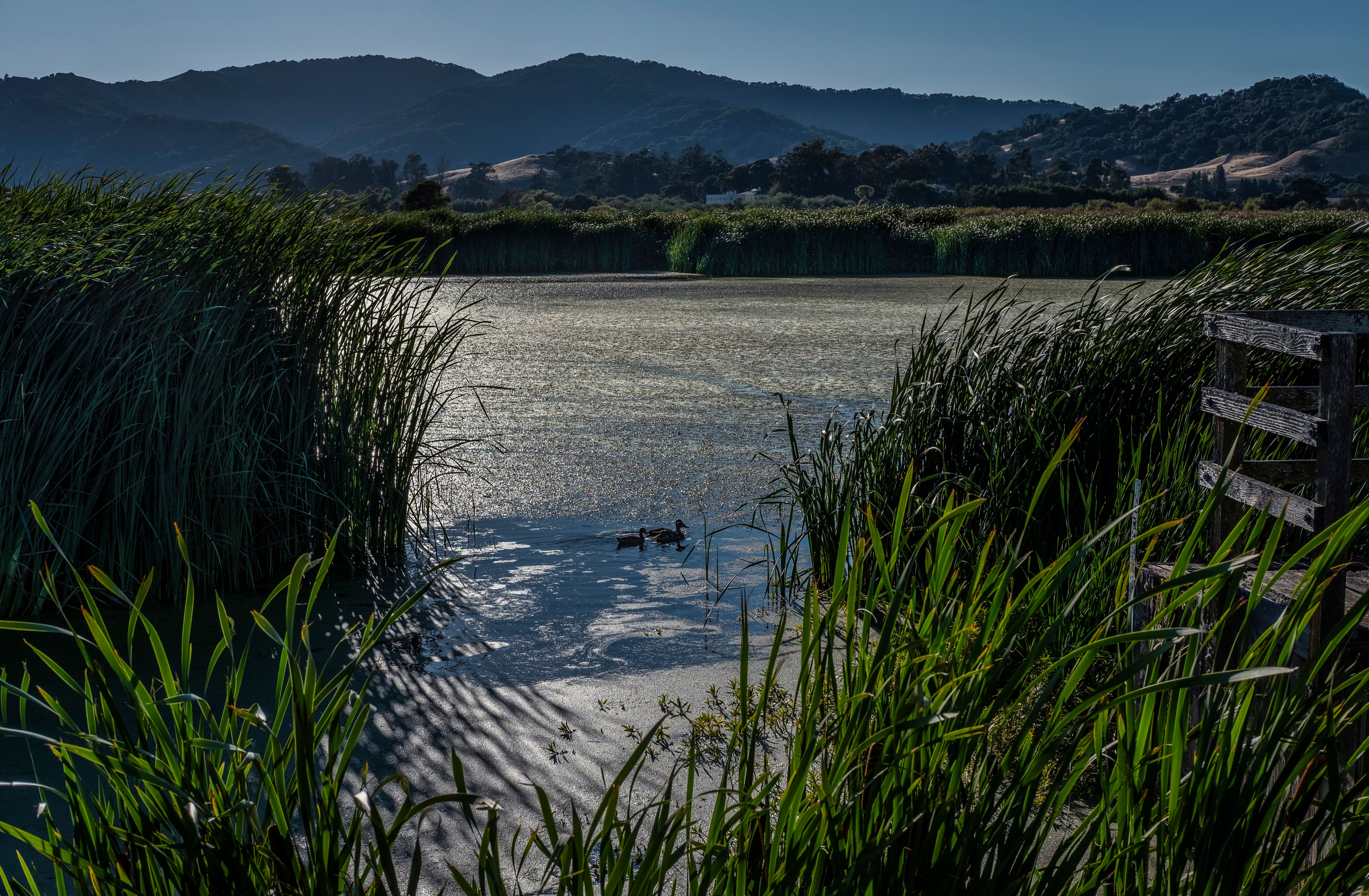 Water Reeds Growing on Lake Shore · Free Stock Photo