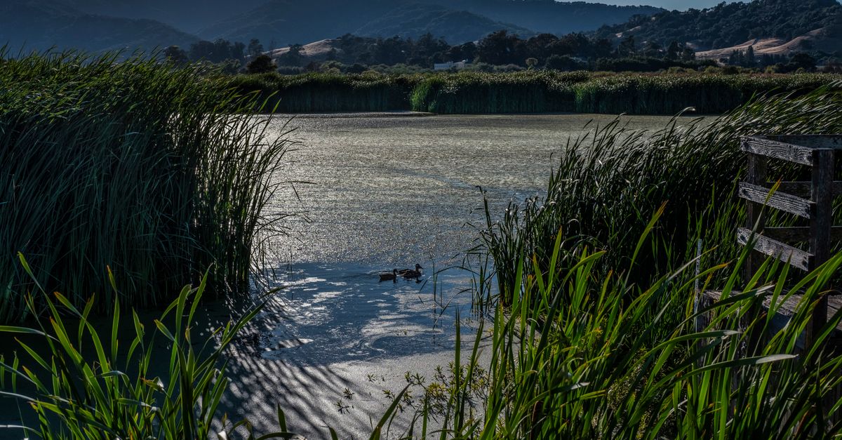 Water Reeds Growing on Lake Shore · Free Stock Photo