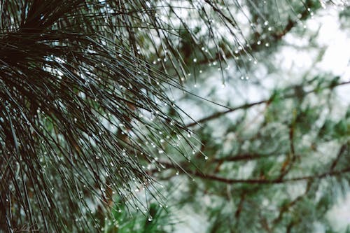 Free stock photo of cold, drop, nature