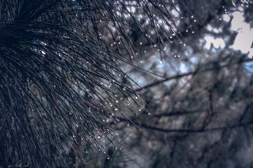 Free stock photo of cold, drop, nature Stock Photo
