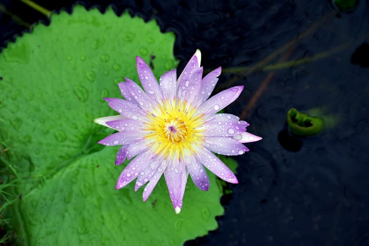 Wet Flower In Close Up Photography