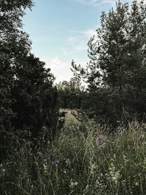 Fotobanka s bezplatnými fotkami na tému príroda, prostredie, stromy