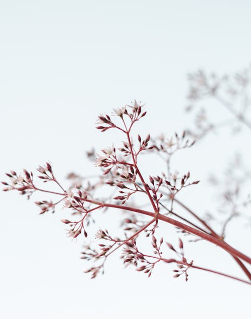 Free Brown Tree Branch With White Background Stock Photo