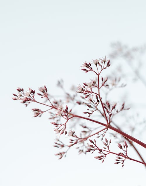 Free Red Tree Branch Stock Photo