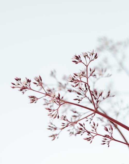 Close-up of Blossoms on a White Background