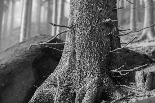 Grayscale Photo of a Tree Trunk