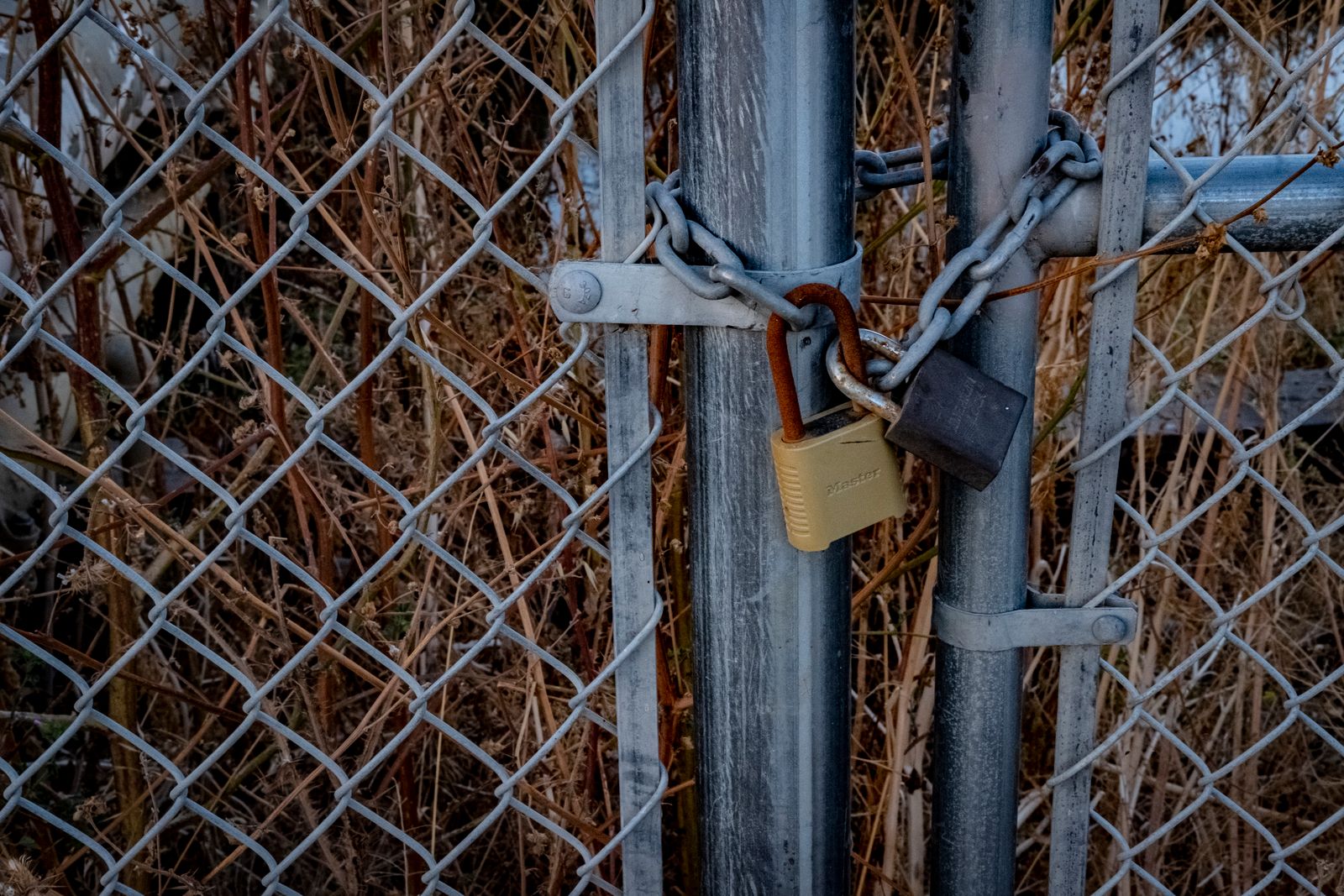 Two chain link gates held shut by a heavy chain and two padlocks, one brass and one dark grey, photographed close up with dry brown vegetation behind the mesh