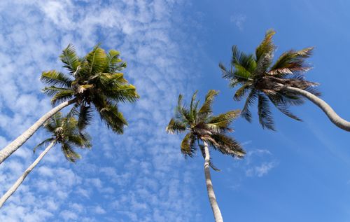 Free Low angle view of palm trees with a bright blue sky and fluffy clouds. Stock Photo