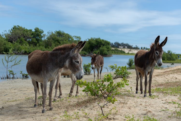 Donkeys On The River Bank 