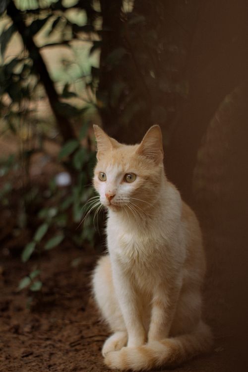 Free A close-up portrait of an orange cat sitting outdoors, surrounded by greenery. Stock Photo