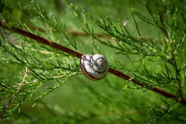 Snail Shell On Branch