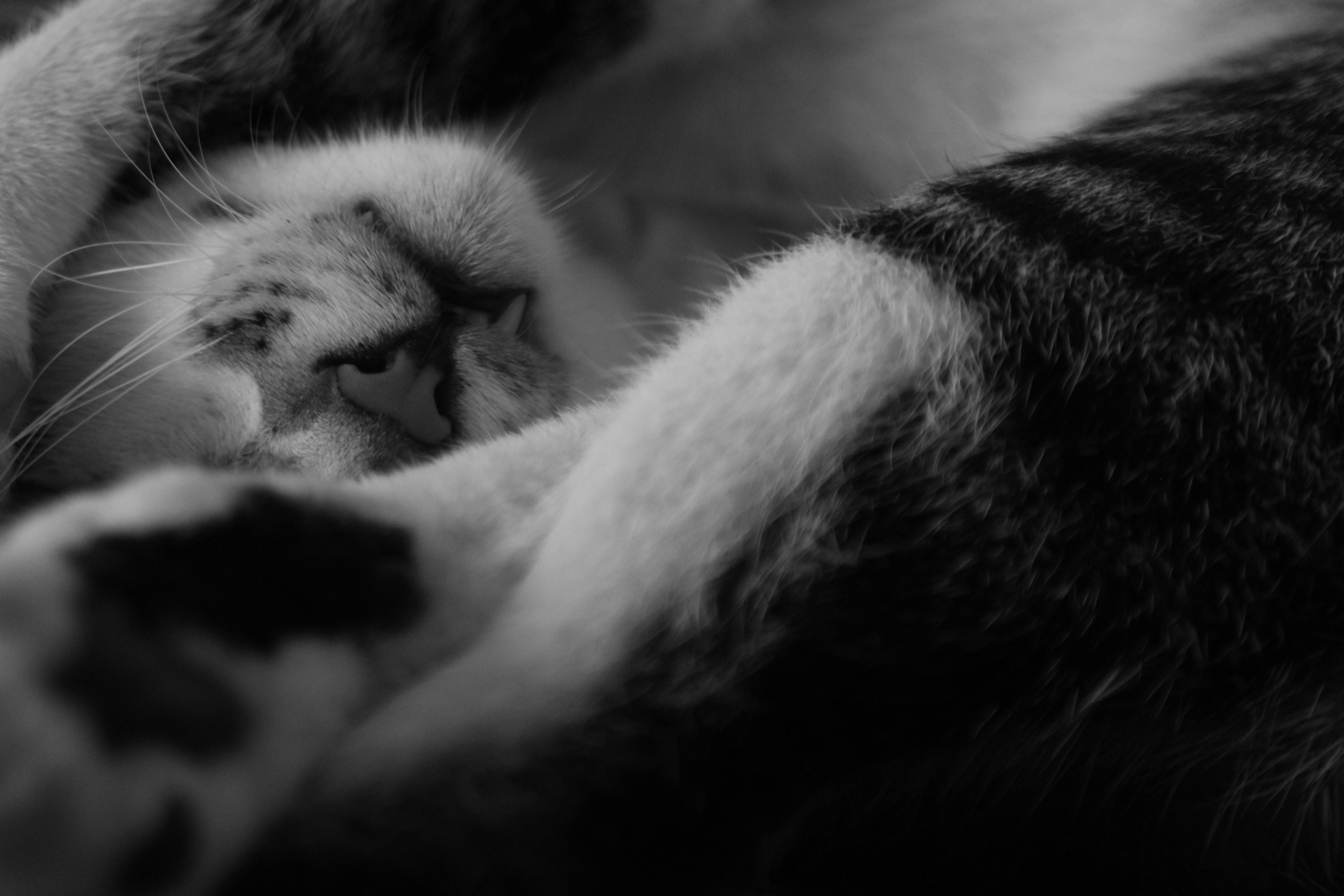 Free stock photo of cat, sleeping cat, sleepy cat