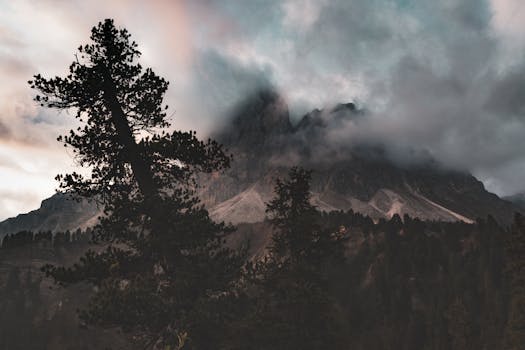 山间景色朦胧而富有戏剧性，高耸的松树与雾气交织