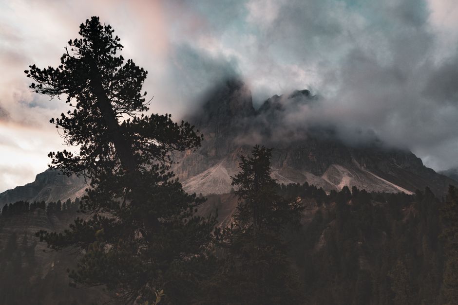 Dramatic view of a misty mountain landscape with towering pine trees and fog.
