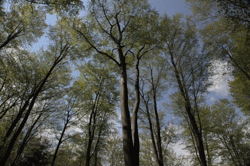 Low Angle View of Trees in a Forest 