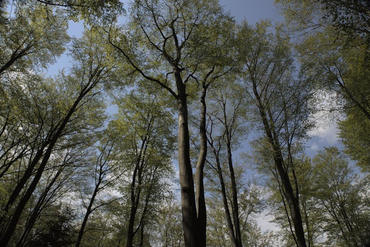 Low Angle View Of Trees In A Forest 