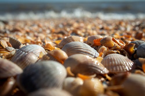 Close-up of Shells on the Beach 