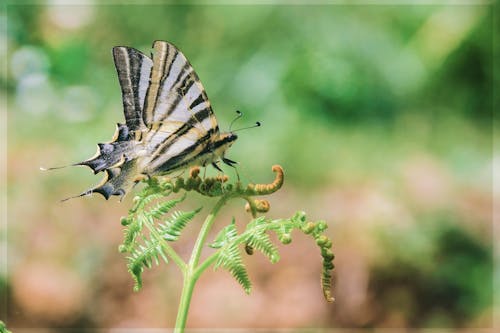 Free Butterfly Stock Photo