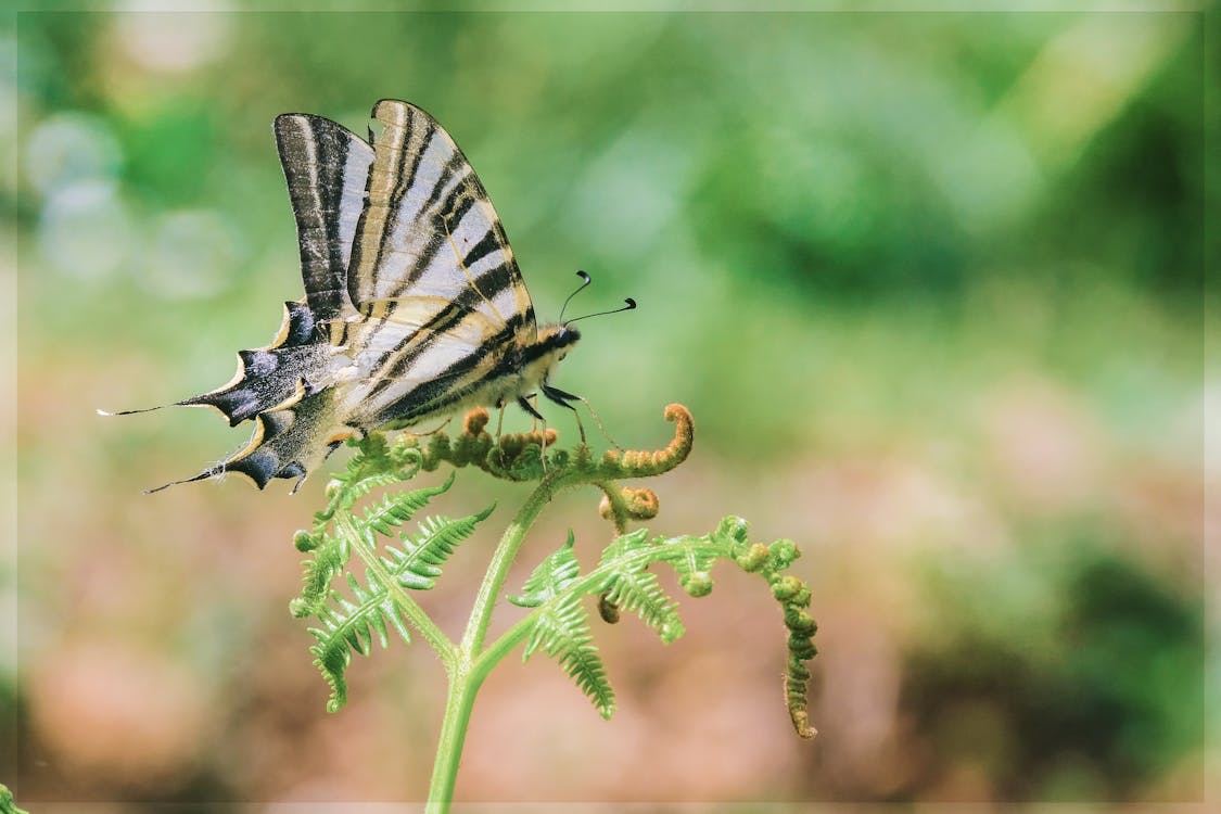 Imagine de stoc gratuită din fluture, insectă