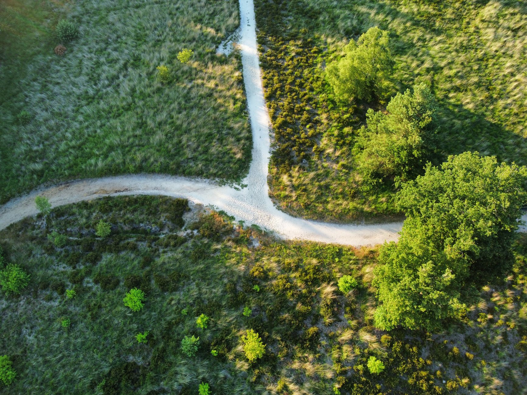 Aerial view of intersecting pathways amidst verdant greenery and trees, a vibrant natural scene.