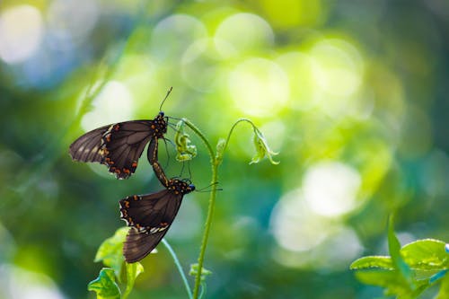 Shallow Focus Photography of Butterflies