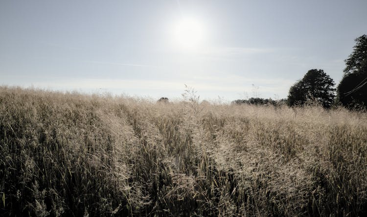 Sunny Field Of Reeds 