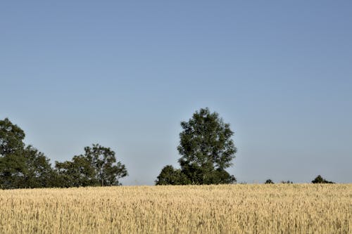 Foto stok gratis barley, bidang, kertas dinding