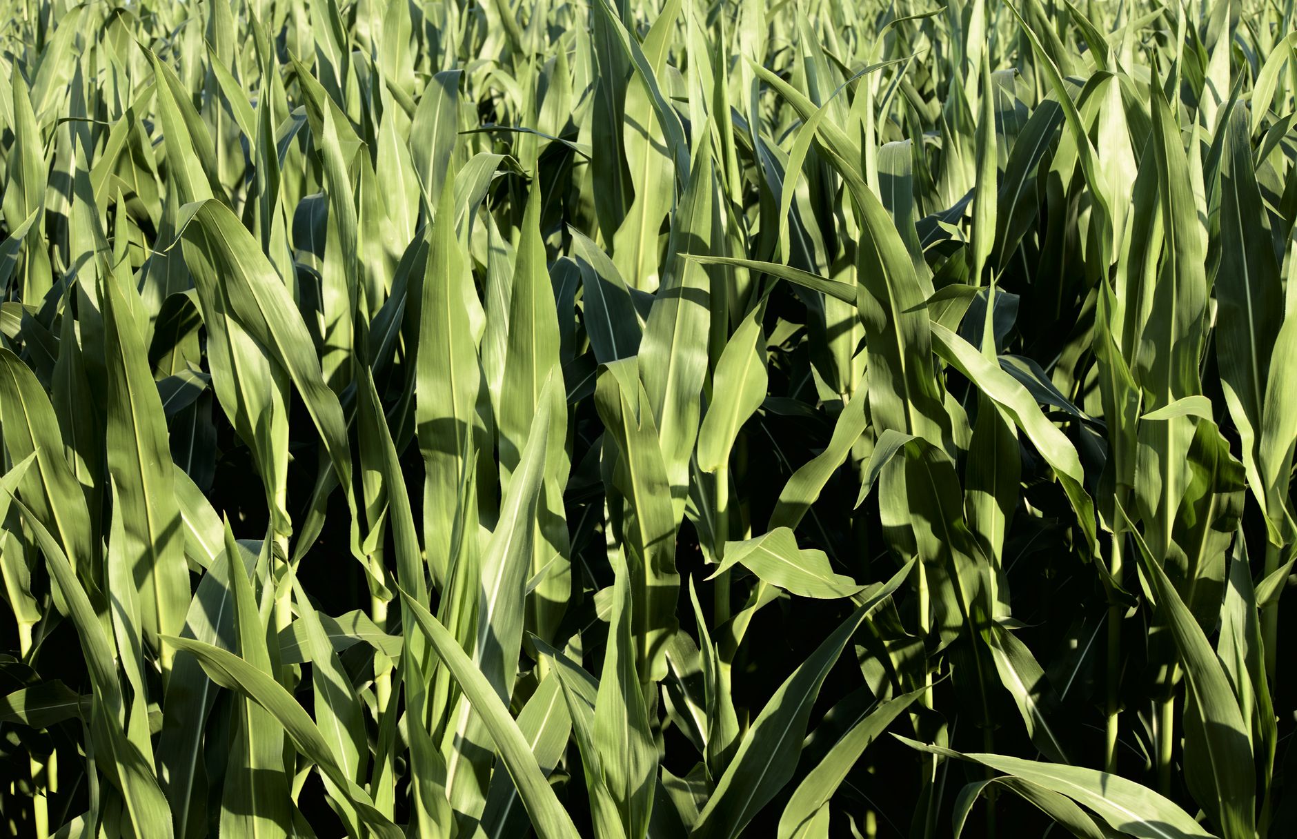 Fertilizer Giant Yara's Q2 Earnings Could Signal Shifts for Ag Investors