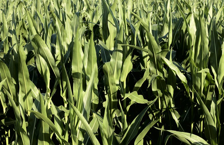 Green Corn Leaves On The Field