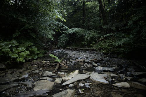 叢林, 天性, 小河 的 免费素材图片