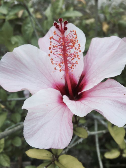 Fotos de stock gratuitas de belleza, hermosa flor, naturaleza