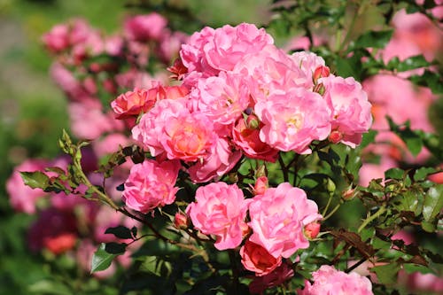 植物群, 粉紅色的花, 花卉攝影 的 免費圖庫相片