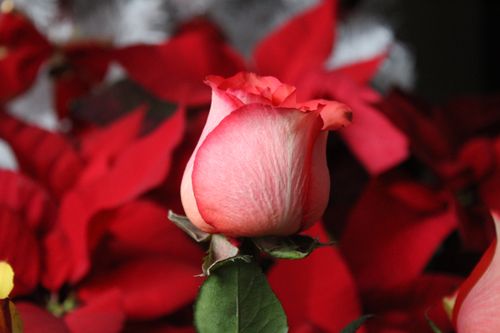 Free Detailed close-up of a vibrant red rose with blurred red background petals. Stock Photo