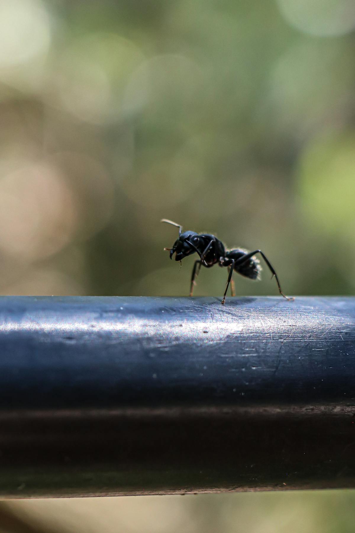 Carpenter ant on wooden railing — large black ant