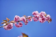 粉红色的樱花在枝头鲜艳绽放，映衬着晴朗的蓝天