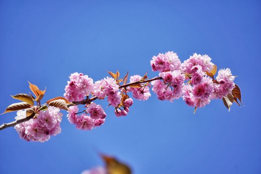 粉红色的樱花在枝头鲜艳绽放，映衬着晴朗的蓝天
