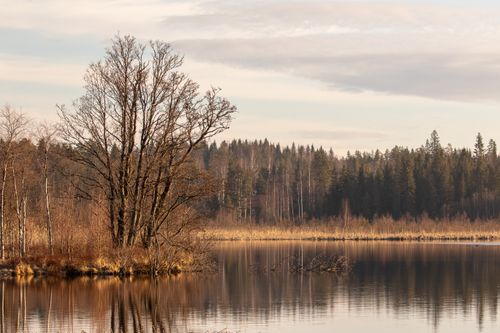 Free Tranquil autumn scene of a forest and lake reflecting trees under a soft sky. Stock Photo