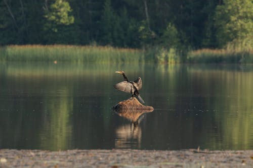 Black Bird on Brown Rock