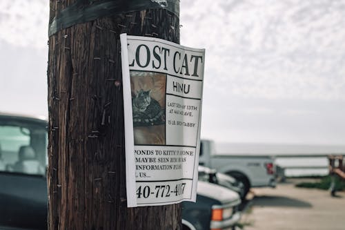 Fotos de stock gratuitas de calle, corteza de árbol, desaparecido