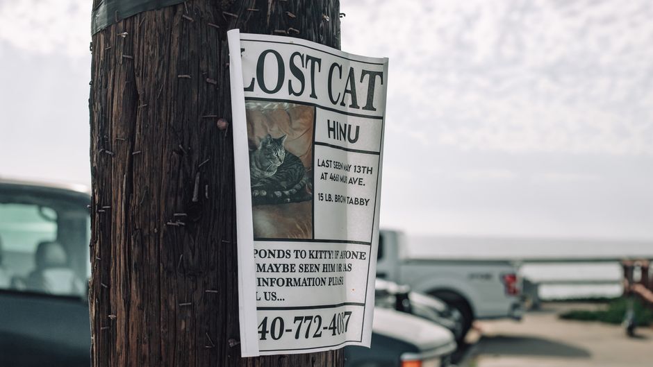 Lost And Found Pets Brisbane Singapore