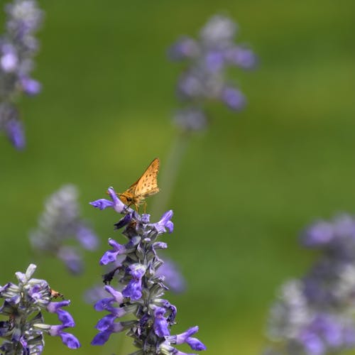 Бесплатное стоковое фото с bluebonnet, бабочка, лаванда