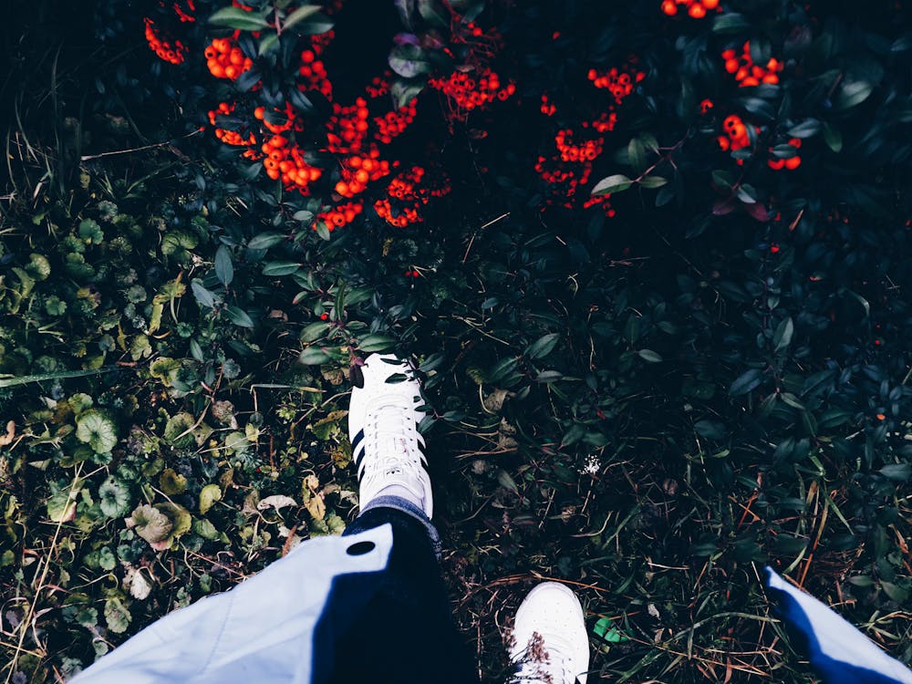 無料 開花低木の近くの緑の草の上の白いスニーカーの人 写真素材