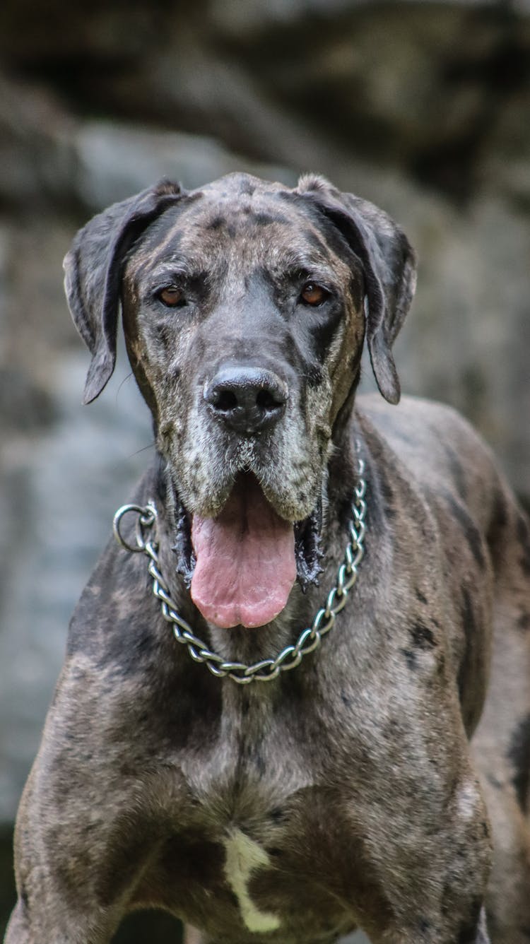 Close-Up Photo Of Great Dane