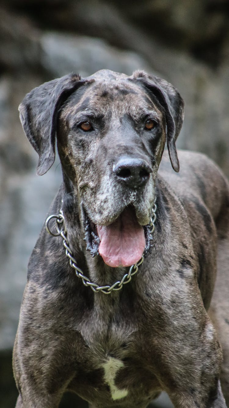 Closeup Of Great Dane Dog With Tongue Out