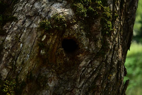 Immagine gratuita di buco nero nel tronco d'albero