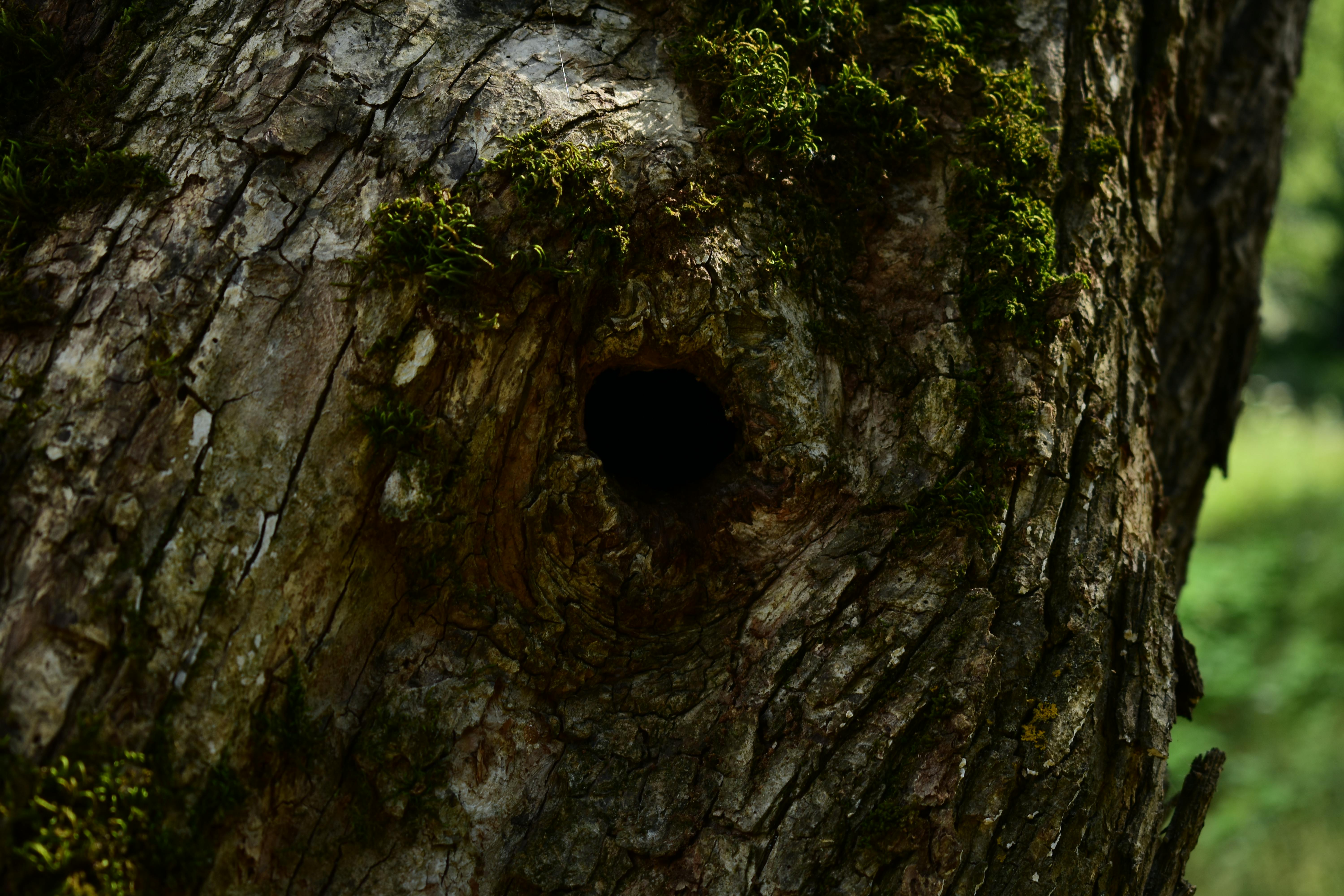 Free stock photo of black hole in tree trunk