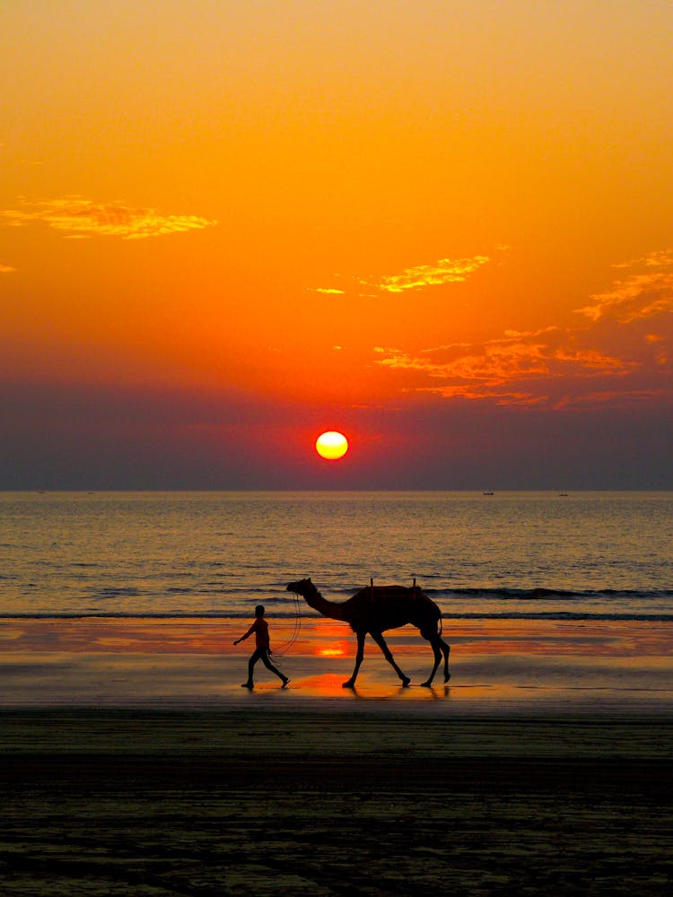 Silhouette Of Person Walking With Camel On Beach During Sunset