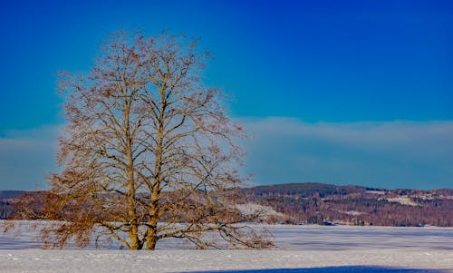 Fotos de stock gratuitas de árbol, campo, cielo azul