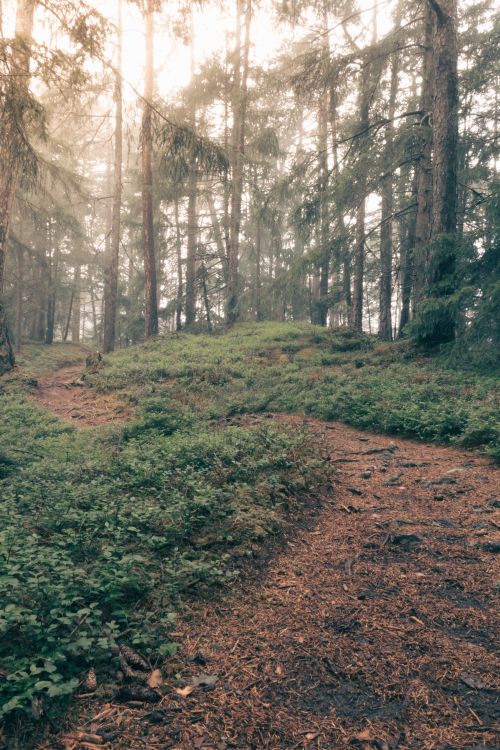 Free A tranquil image of a misty forest path winding through lush greenery in Tirol, Austria. Stock Photo